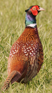 faisan.de.colchide.dico.1g